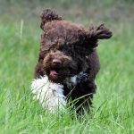 Lagotto Trüffel