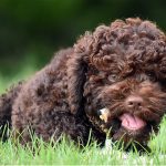 Lagotto Romangnolo