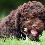 Lotti Lagotto