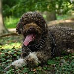 Lagotto im Wald