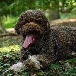 Lotti Lagotto Eifel