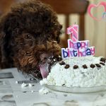 Lottis 1. Geburtstag