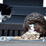 Lottis 3. Geburtstag