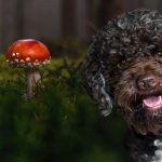 Lagotto Pilze