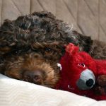 Lotti Lagotto