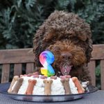 Lottis 2. Lagotto Geburtstag