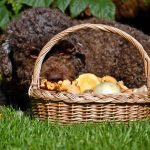 Lotti liebt Pfifferlinge