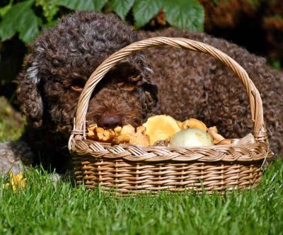 Lotti liebt Pfifferlinge