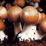 Agaricus blazei Murrill