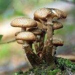 Hallimasch Lottis Pilzschule