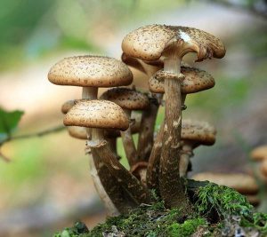 Hallimasch Lottis Pilzschule