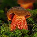 Lottis Pilzschule Hexenröhrling