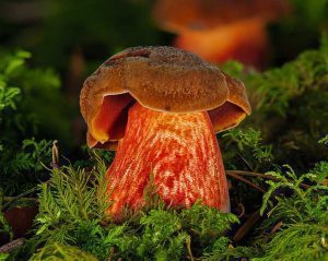 Lottis Pilzschule Hexenröhrling