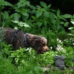 Lotti Lagotto