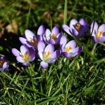 Frühblüher Krokus