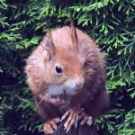 Eichhörnchen im Garten