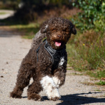Lotti Lagotto