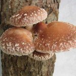 Shiitake