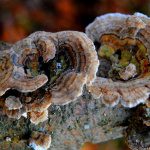 Lottis Pilzschule Tramete