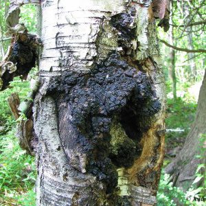 Chaga