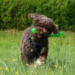 lagotto stock