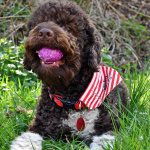 Lotti Lagotto