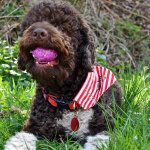 Lotti Lagotto