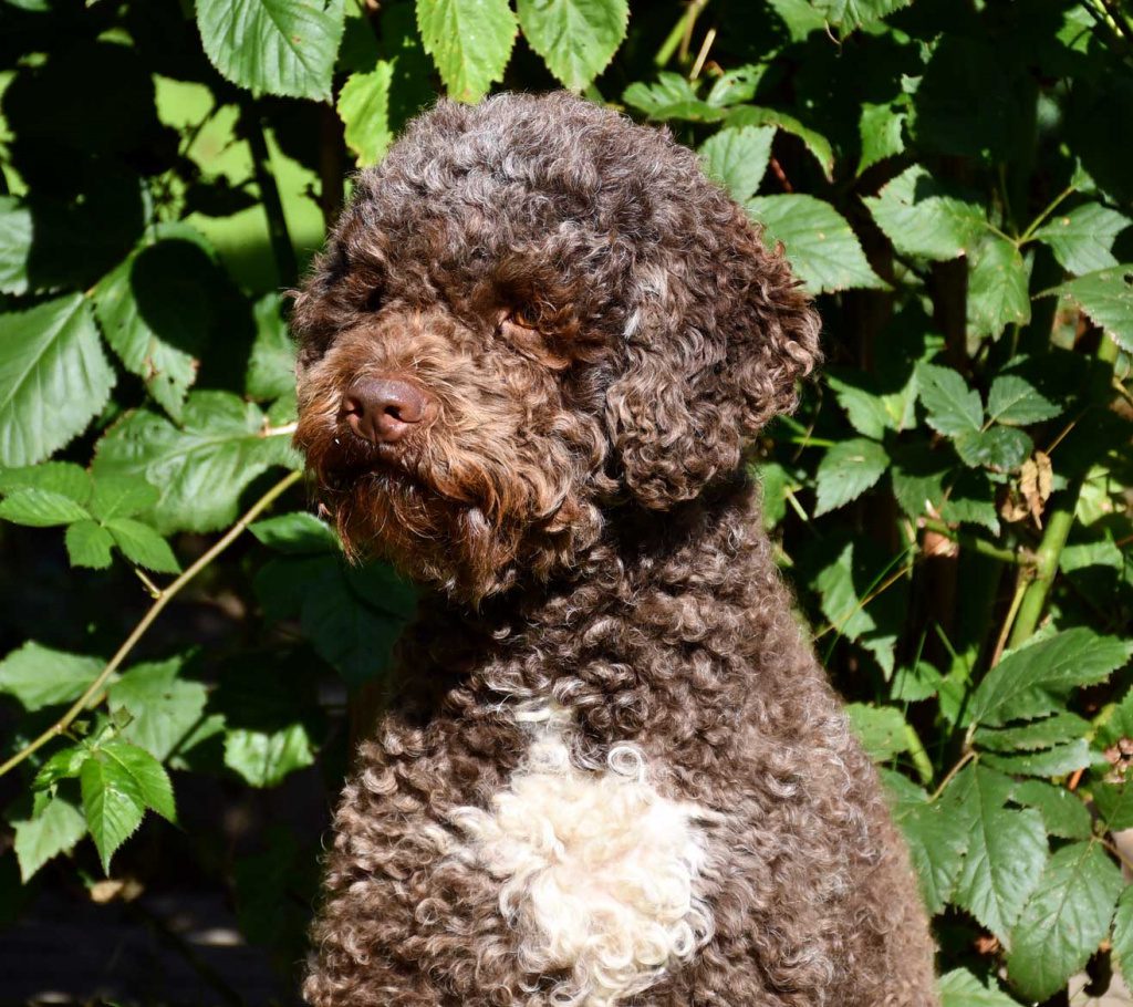 Lotti Lagotto
