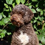 Lotti Lagotto