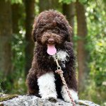 Lotti Lagotto