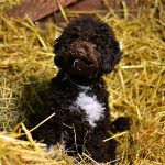 Lotti Lagotto