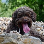 Lotti Lagotto