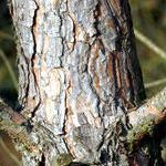 Pilze Symbiose Kiefer