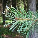 Kiefer Nadeln