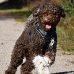 Lotti in der Lüneburger Heide