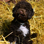 Lotti Lagotto im Stroh