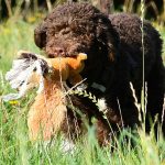 Lottis Eichhörnchen