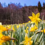 Narzissen Blüte Eifel