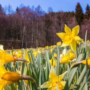 Narzissen Blüte Eifel