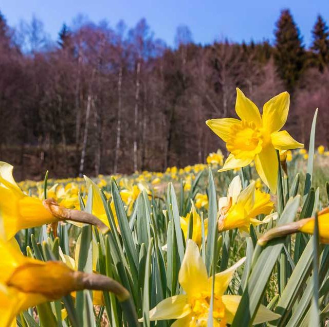 Narzissen Blüte Eifel