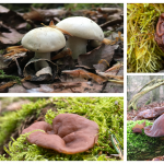 Frühjahrspilze sammeln mit Lotti