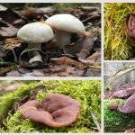 Frühjahrspilze 2023