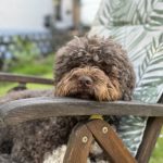 Lottis Lagotto Garten