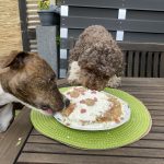 Lottis 4. Geburtstag