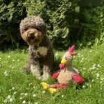 Lagotto Lotti