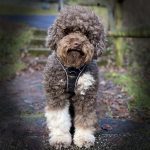 Lagotto Lotti