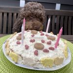 Lottis 4. Geburtstag