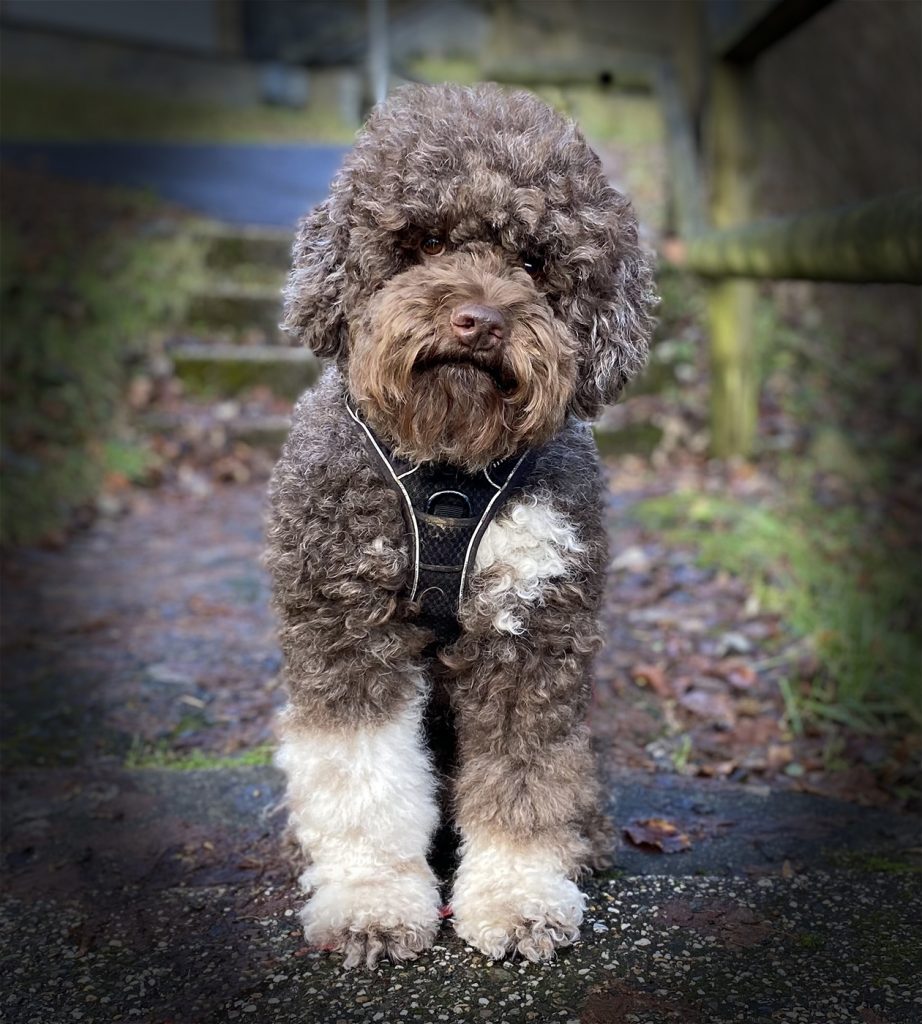 Lagotto Lotti
