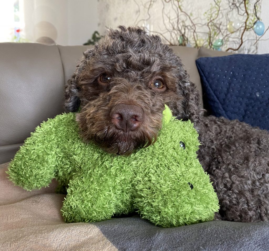 Lagotto Lotti