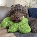 Lagotto Lotti